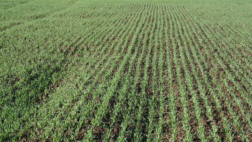 A vast field of young crops with evenly spaced rows.