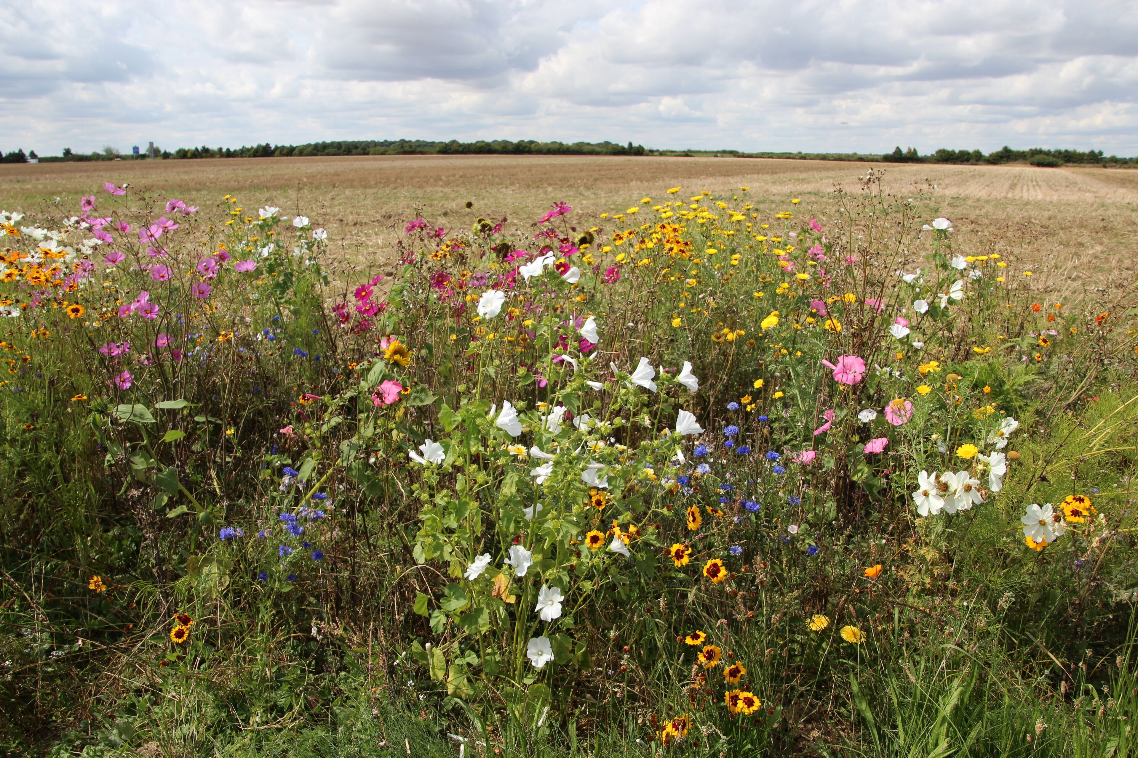 Hamlet of Brouville in Saint-Martin-de-Bréthencourt, France.