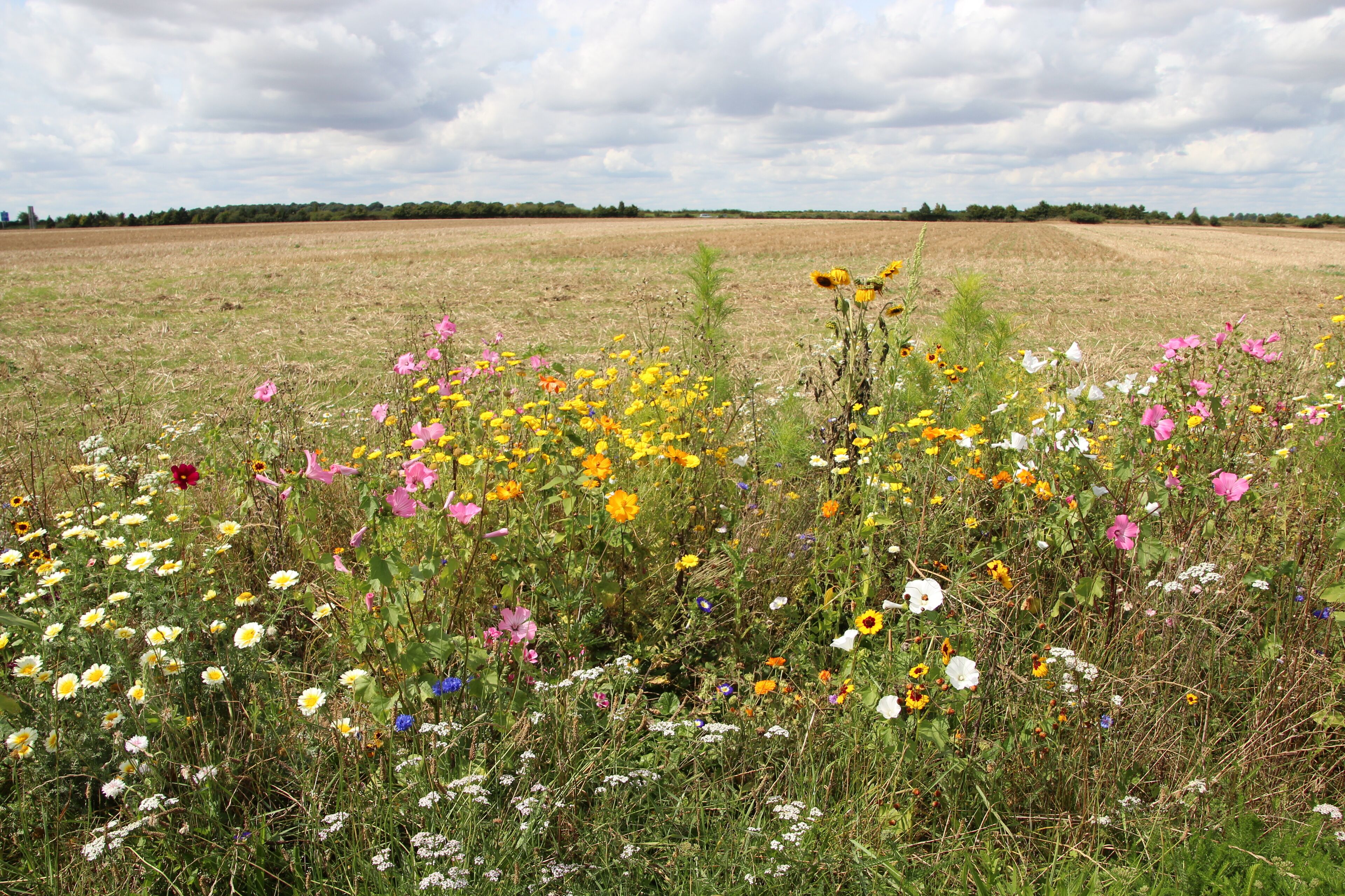 Hamlet of Brouville in Saint-Martin-de-Bréthencourt, France.