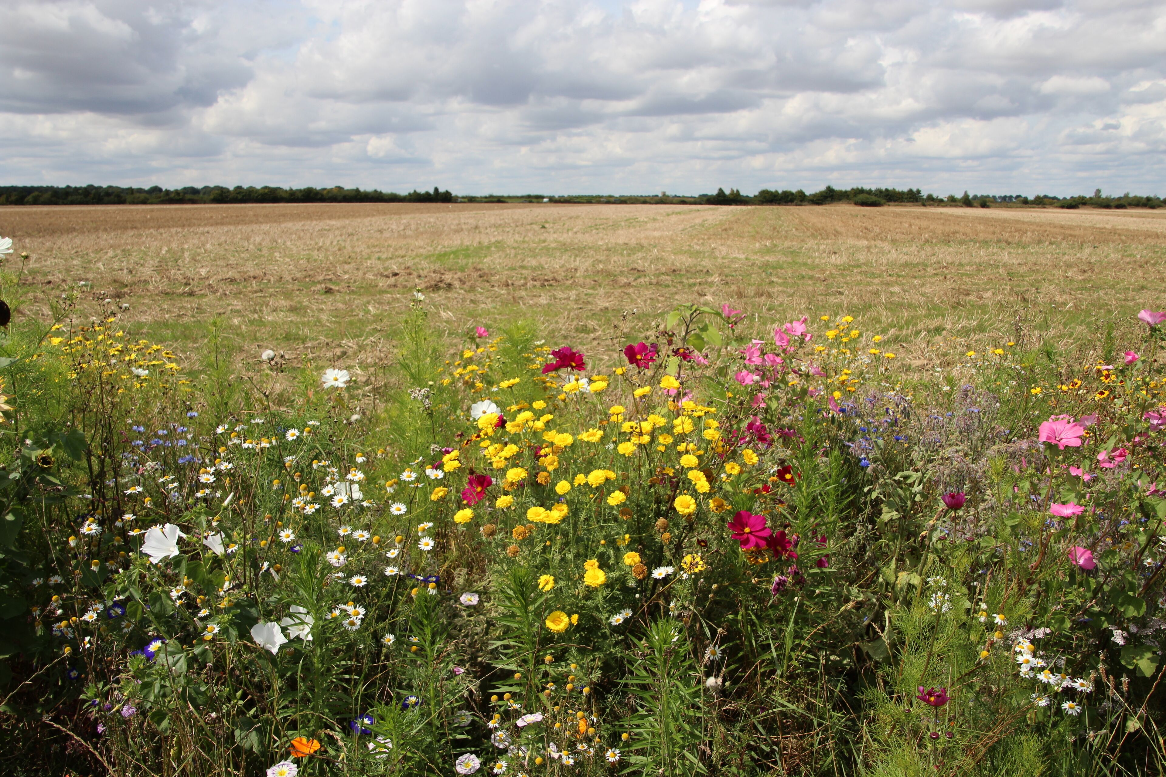 Hamlet of Brouville in Saint-Martin-de-Bréthencourt, France.