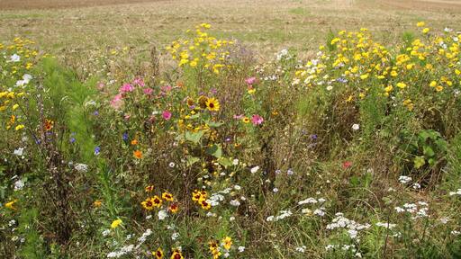 سان ماغتن دو بغيتونكوغ