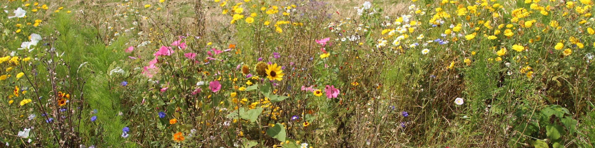 Hamlet of Brouville in Saint-Martin-de-Bréthencourt, France.