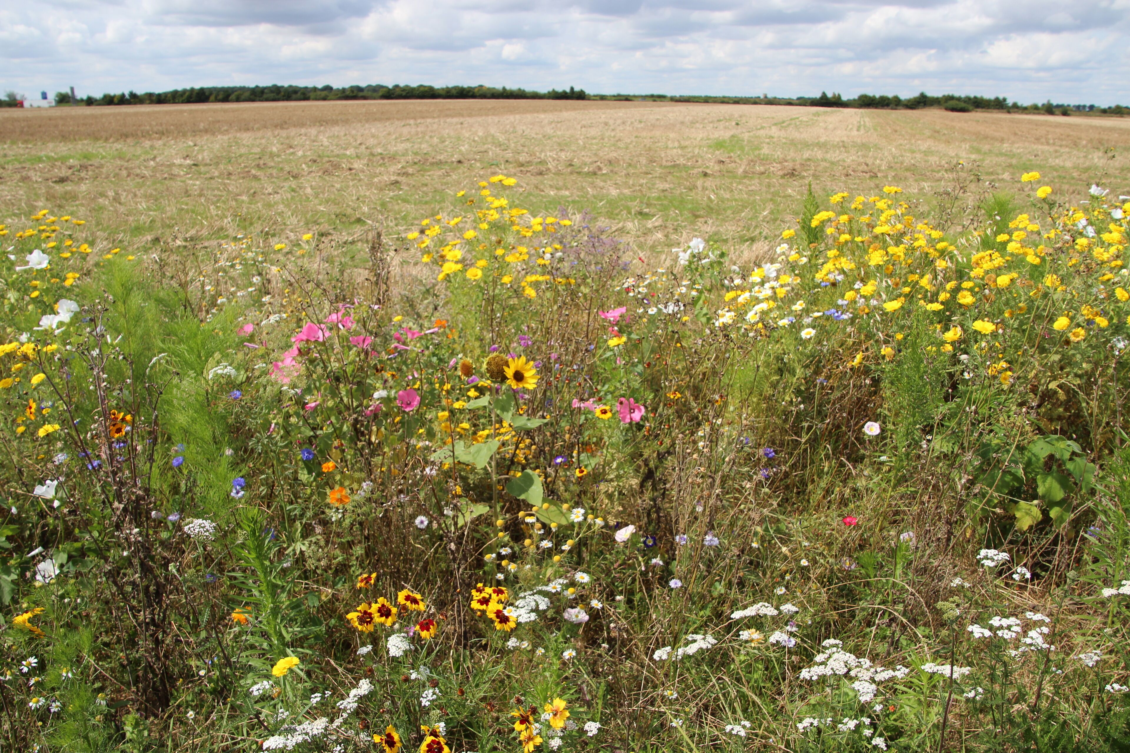 A field of wildflowers with a variety of colors and species, a distant tree line, and a cloudy sky.