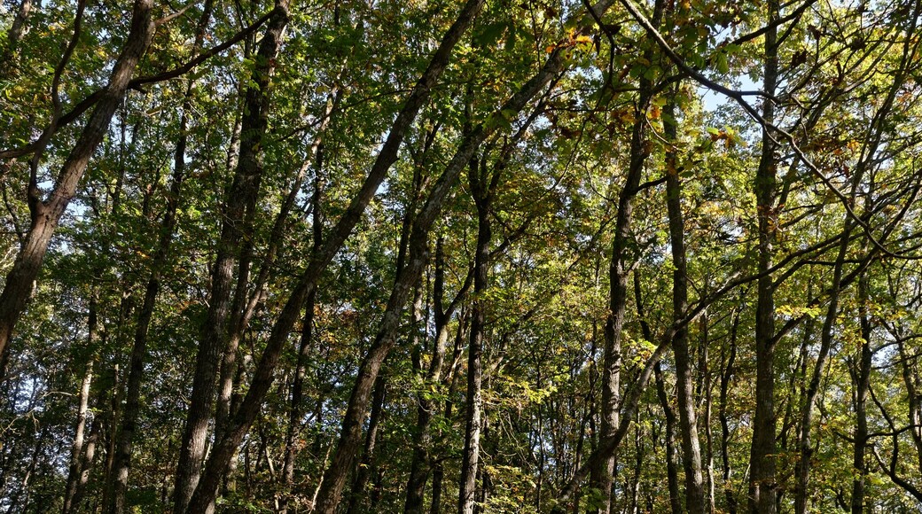 Bois de la Brandelle à Villebéon, en Seine-et-Marne, dans la région Île-de-France.