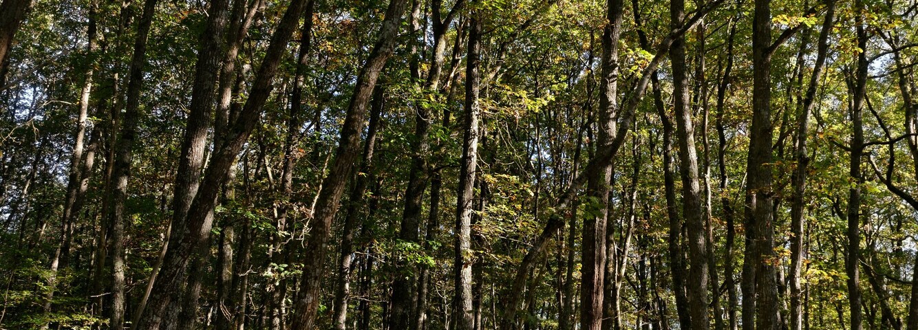 Bois de la Brandelle à Villebéon, en Seine-et-Marne, dans la région Île-de-France.