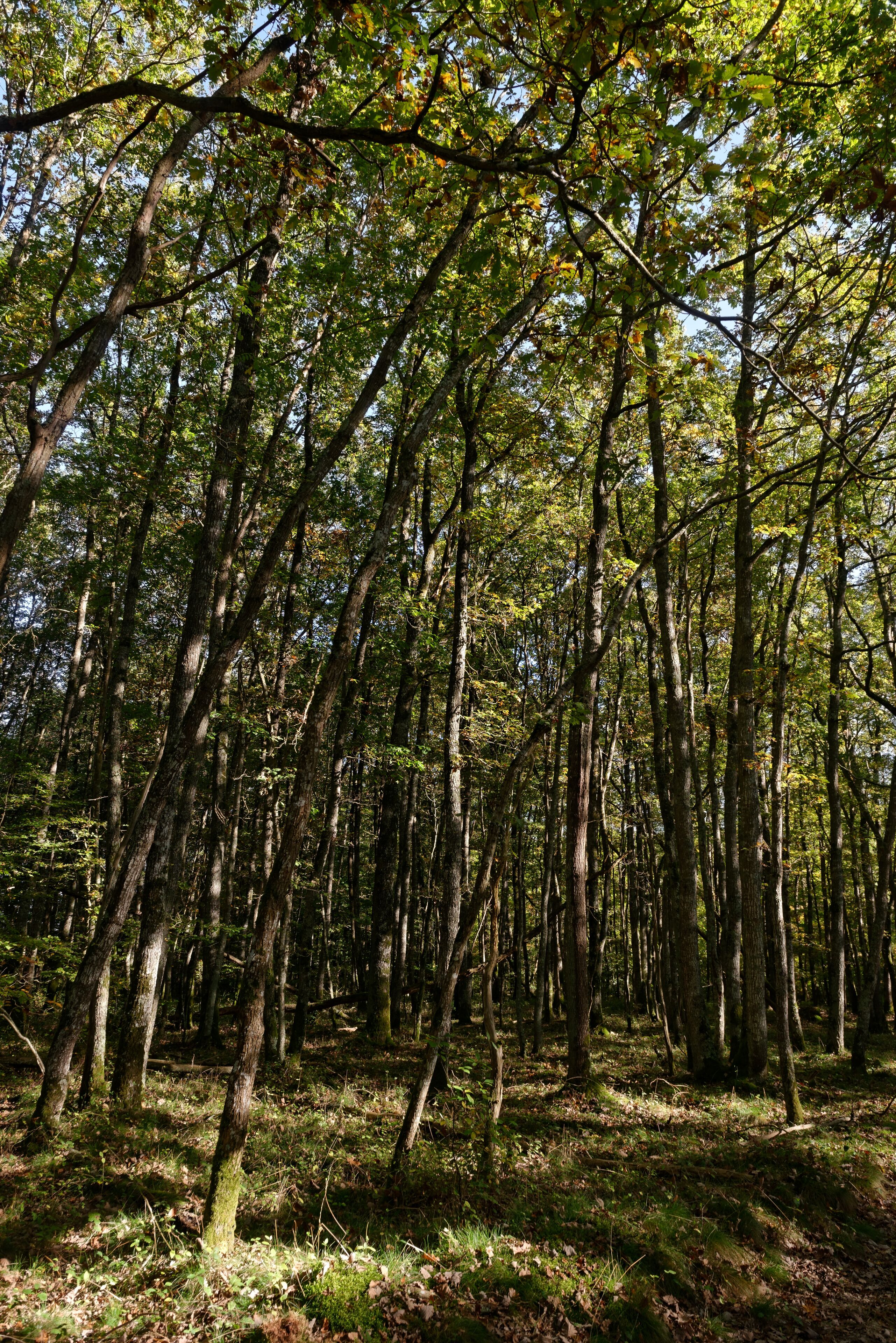 A dense forest with tall trees and a ground covered with leaves and ferns.