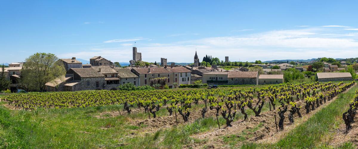 A vineyard with rows of grapevines, historic stone buildings, and a church tower in the background.