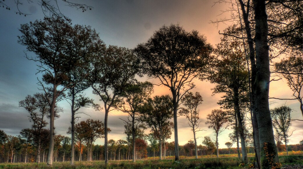 Forêt domaniale d'Armainvilliers - Parcelle 10