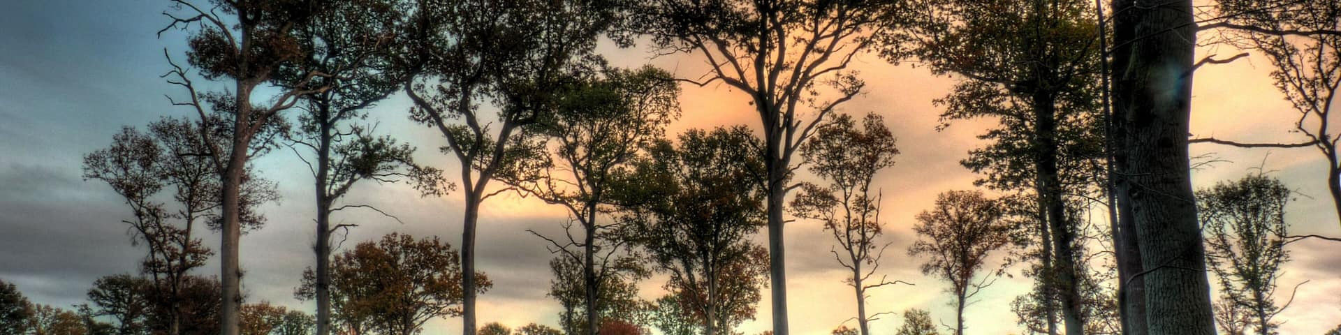 ForĂȘt domaniale d'Armainvilliers - Parcelle 10