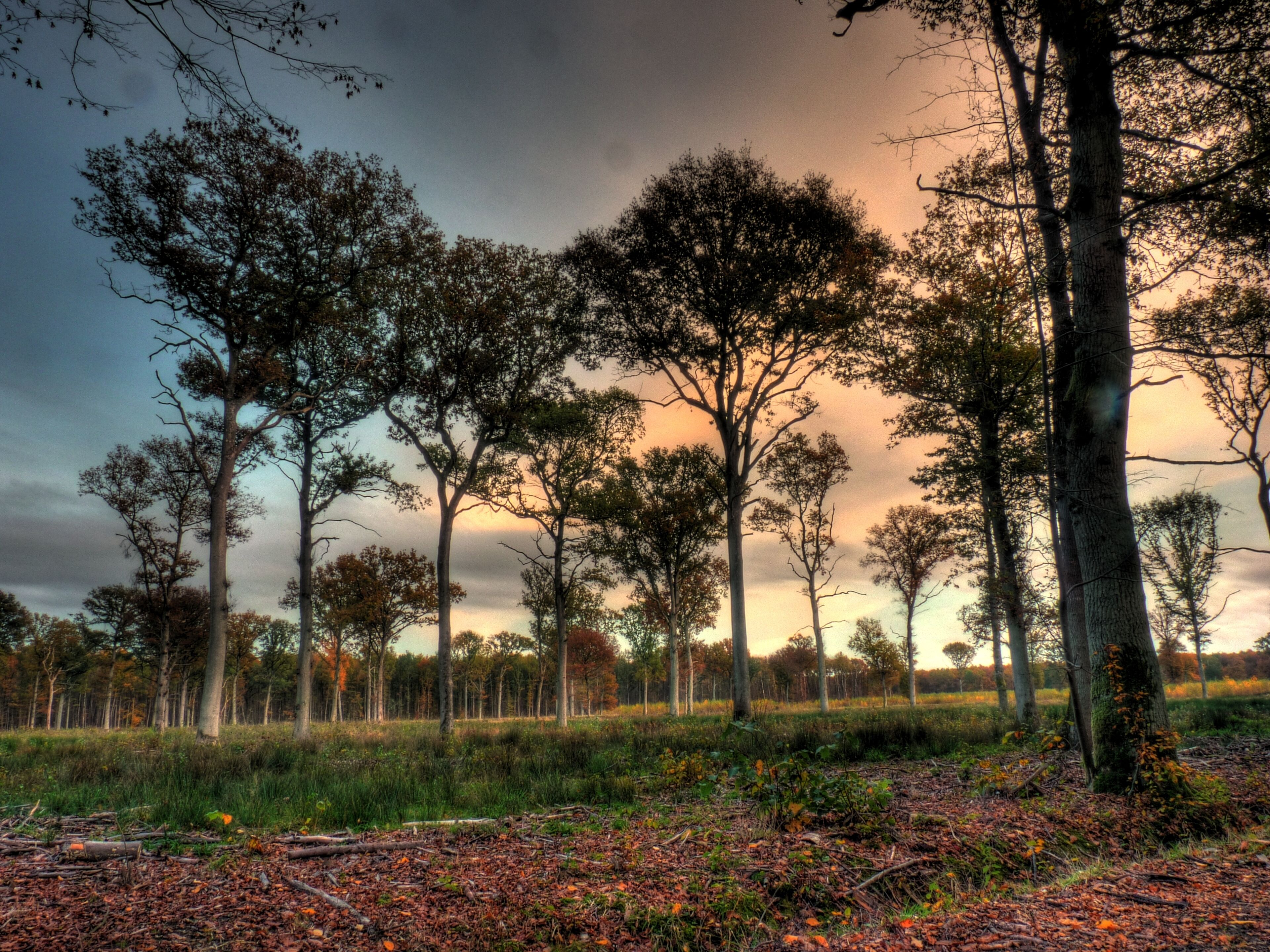 A forest with tall trees and a sunset in the background.