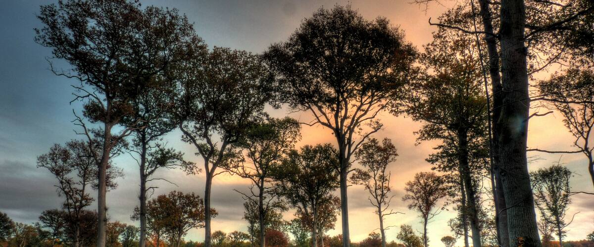A forest with tall trees and a sunset in the background.