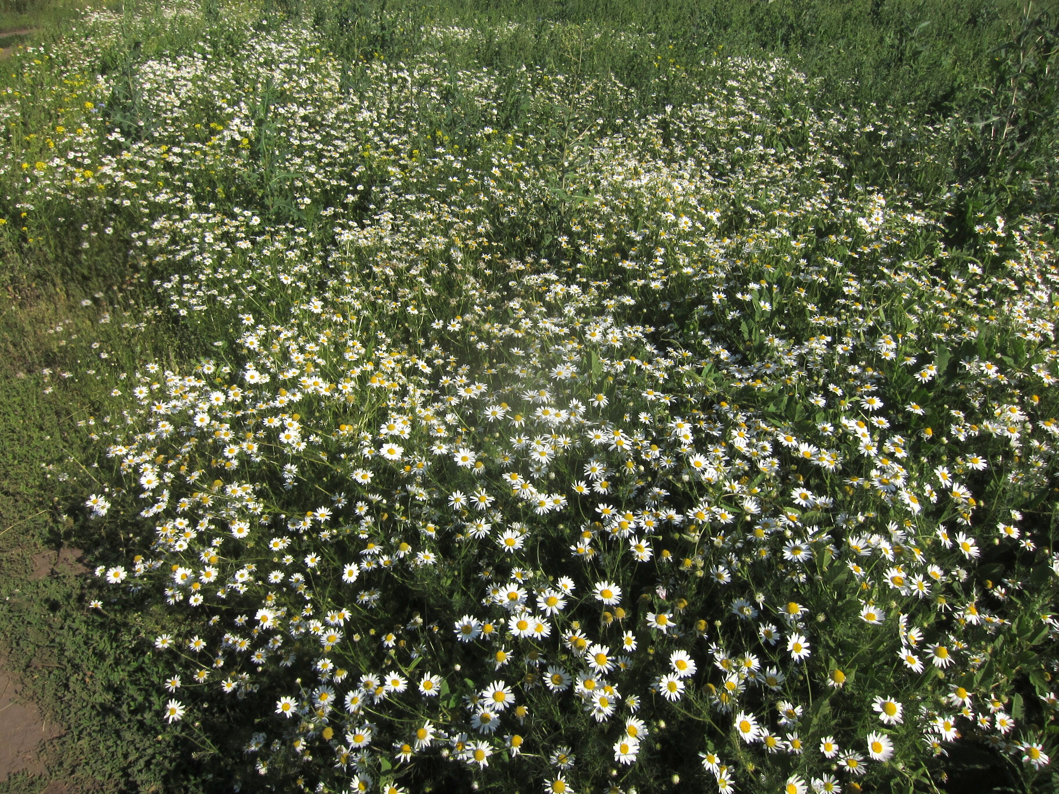 Artiste ingénieur architecte ou diplomate