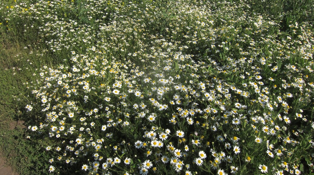 Artiste ingénieur architecte ou diplomate