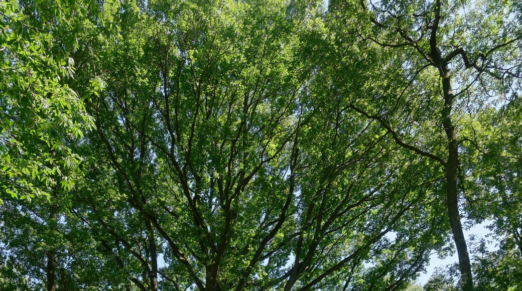 Chêne rouvre dit « Chêne aux loups », sur la route du Loup, en forêt de Dourdan dans l'Essonne. Âgé de 250 ans, il est haut de 36 mètres pour une circonférence de 4,05 mètres.