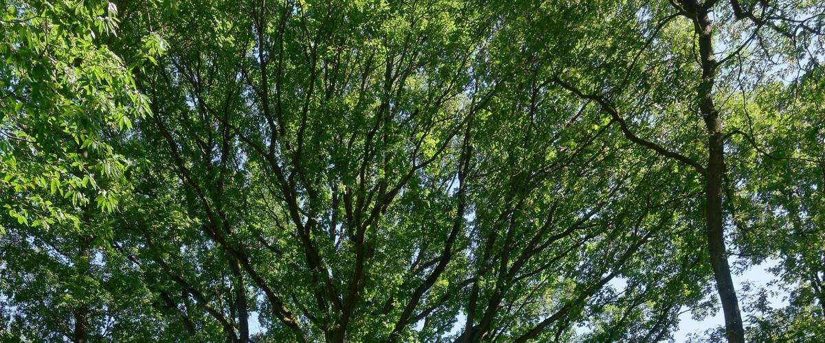 Chêne rouvre dit « Chêne aux loups », sur la route du Loup, en forêt de Dourdan dans l'Essonne. Âgé de 250 ans, il est haut de 36 mètres pour une circonférence de 4,05 mètres.