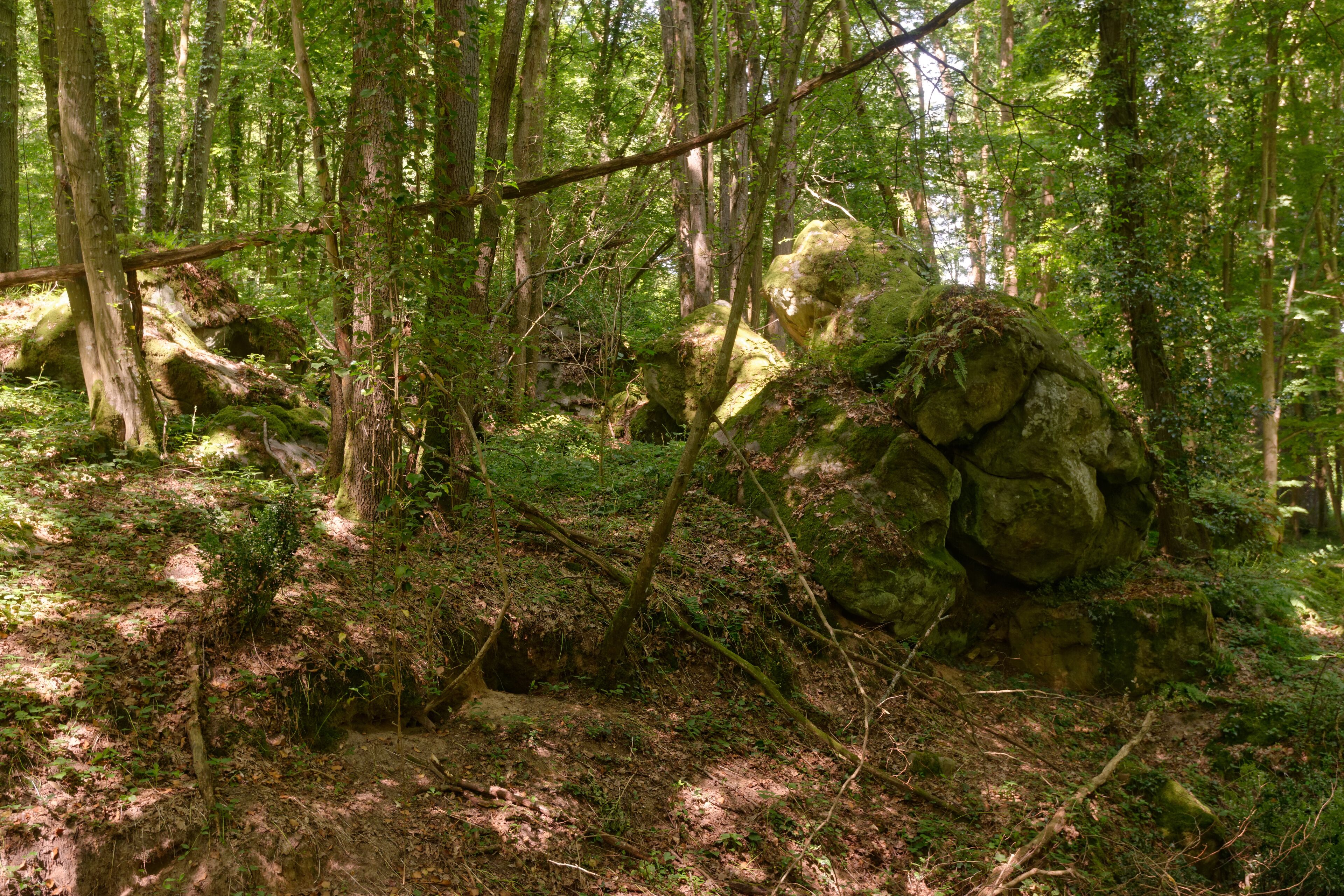 A dense forest with a large moss-covered rock and a fallen tree.