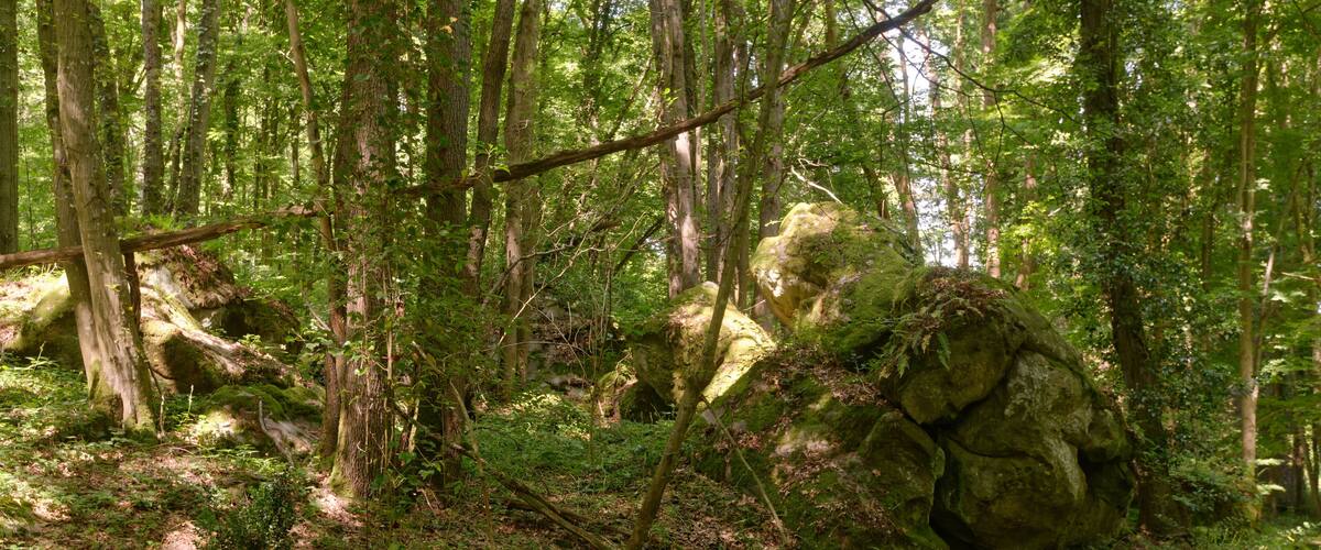 A dense forest with a large moss-covered rock and a fallen tree.