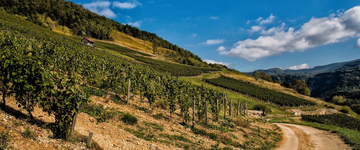 A vineyard with rows of grapevines on a hillside, a dirt road, and a small building in the distance.