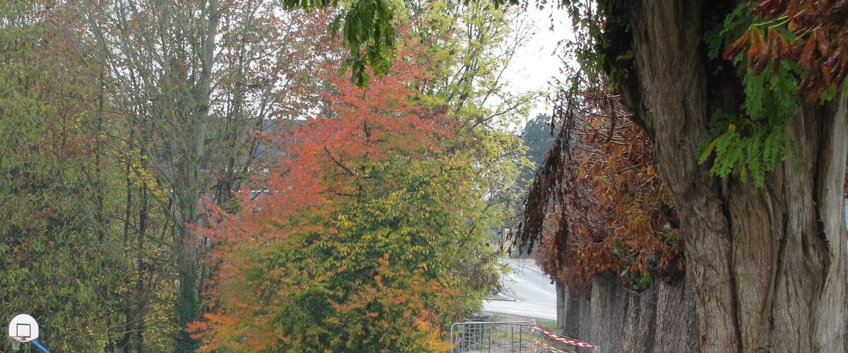 A gravel path with autumn leaves, a basketball hoop, and a stone wall.