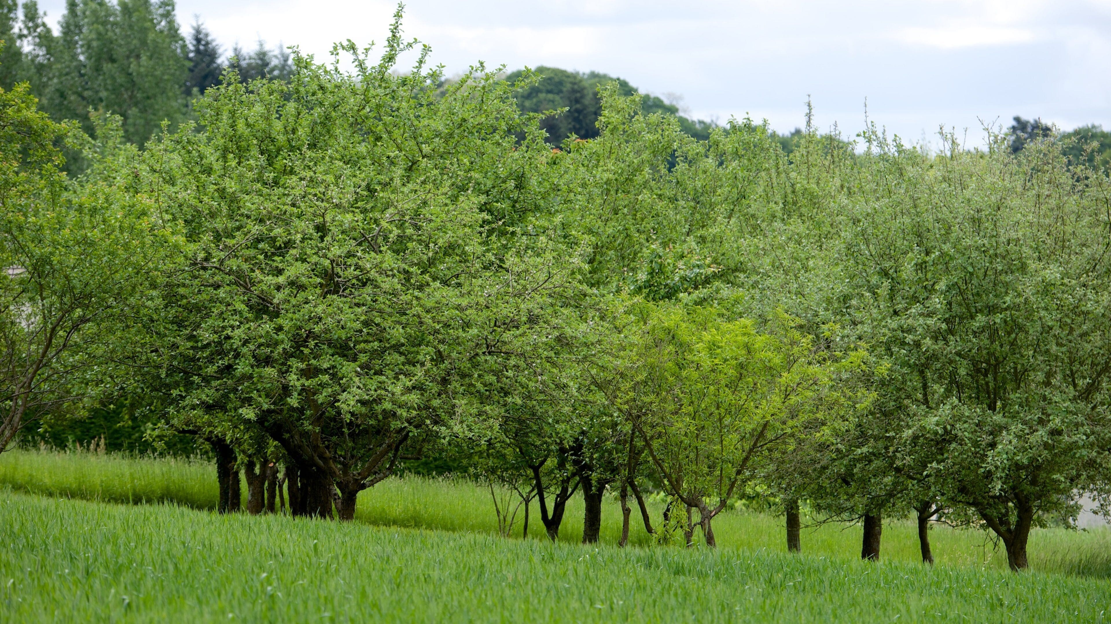 Centre - Loire Valley featuring a garden