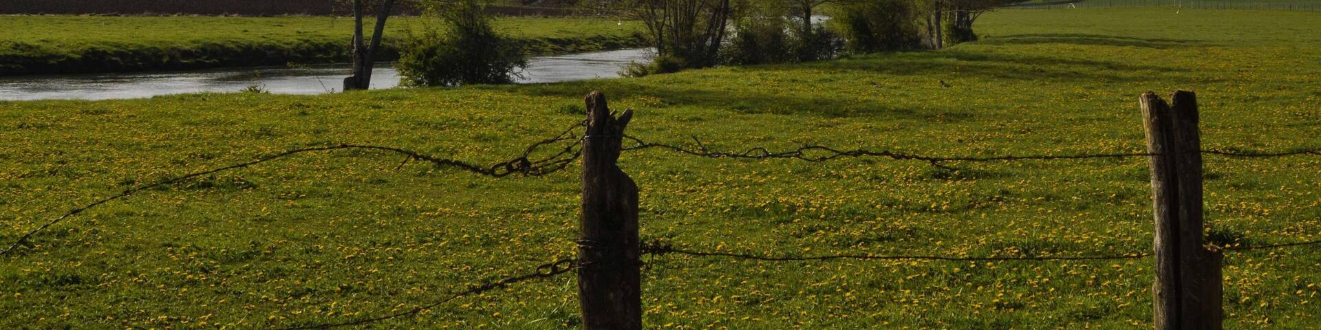 La Bèze en plein champs à Noiron-sur-Bèze (Côte d'Or).