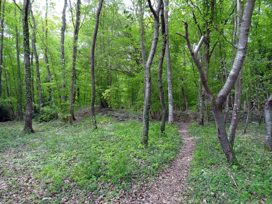 A forest with a dirt path.