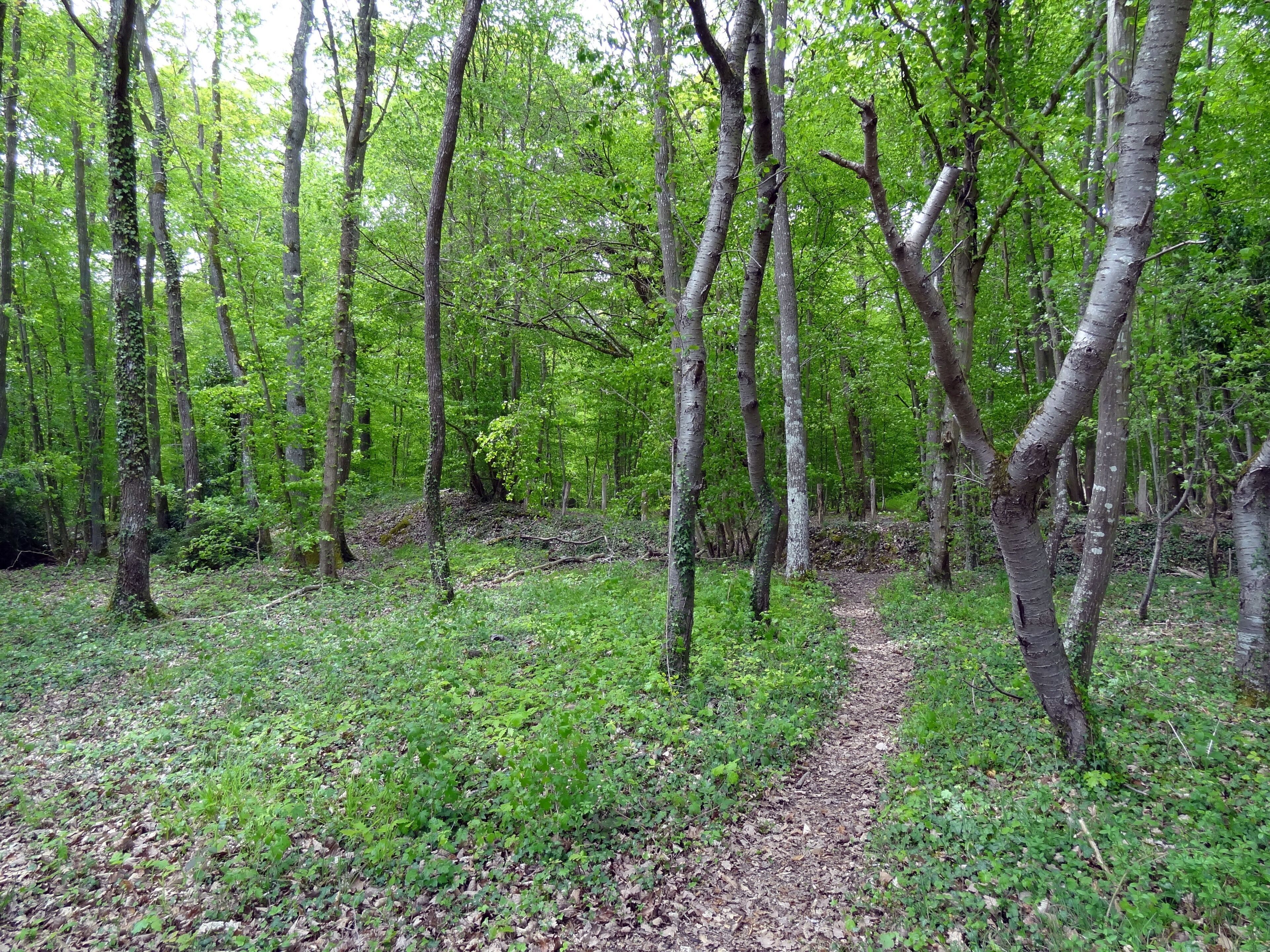 A forest with a dirt path.