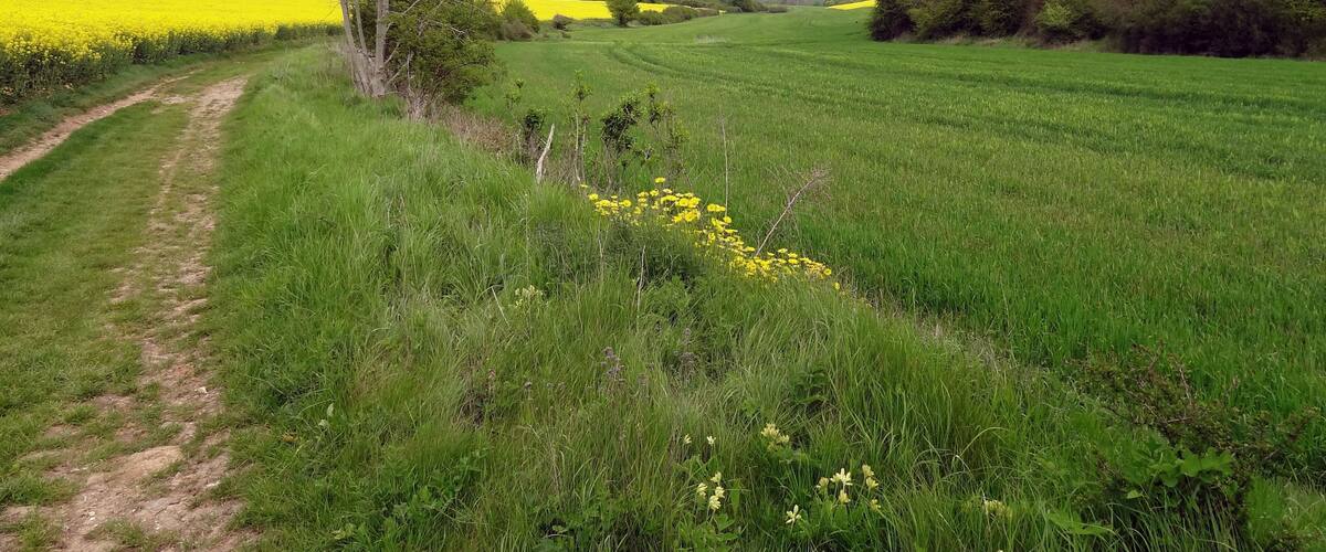 Réserve naturelle régionale de la vallée des Cailles