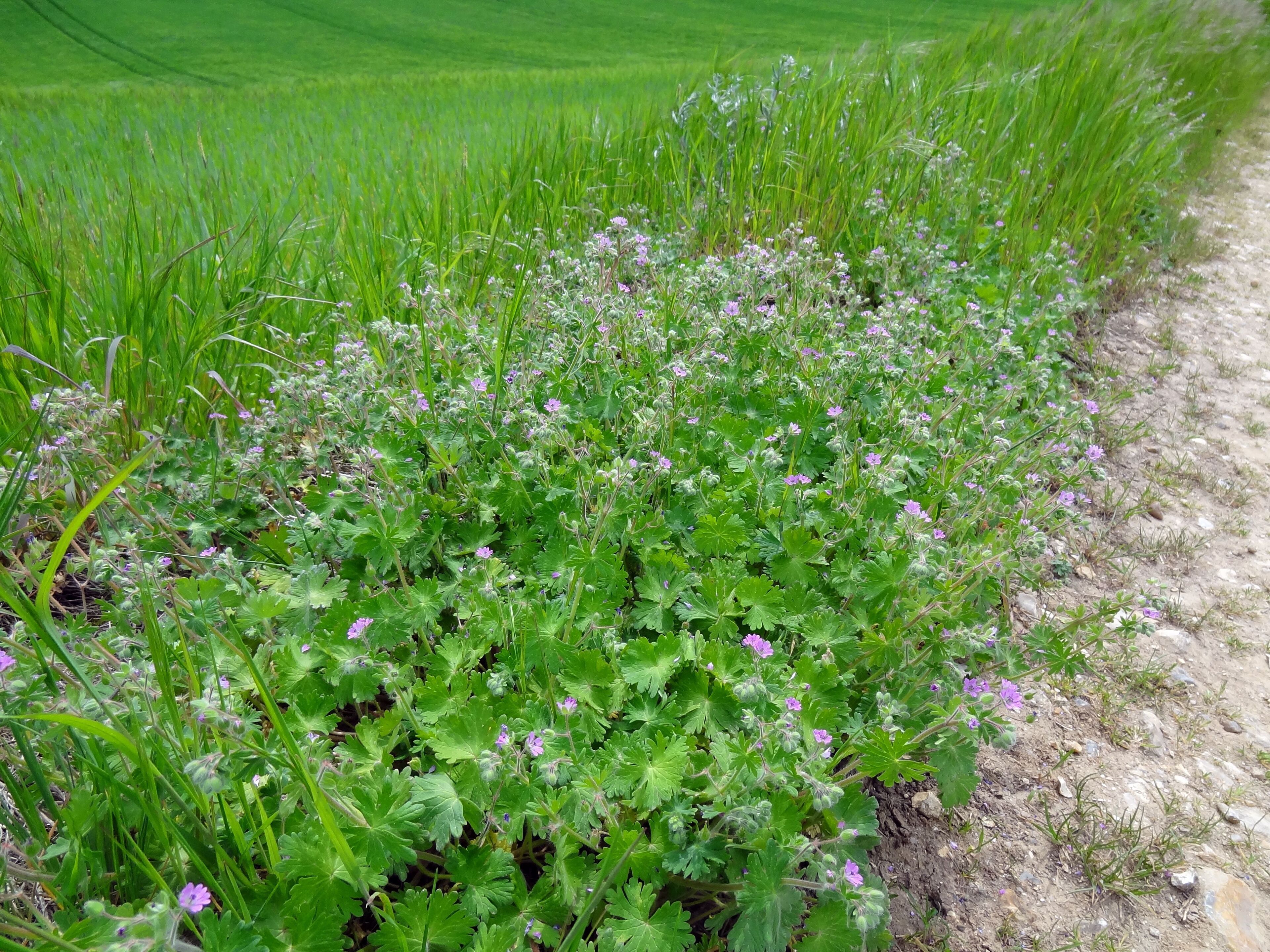Géranium des Pyrénées dans la Réserve naturelle régionale de la vallée des Cailles