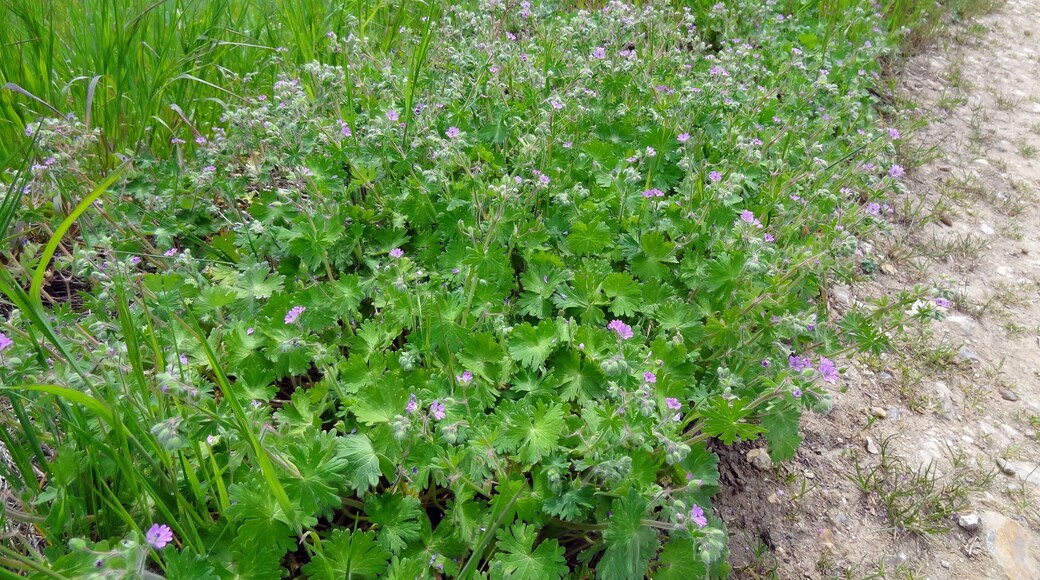 Géranium des Pyrénées dans la Réserve naturelle régionale de la vallée des Cailles