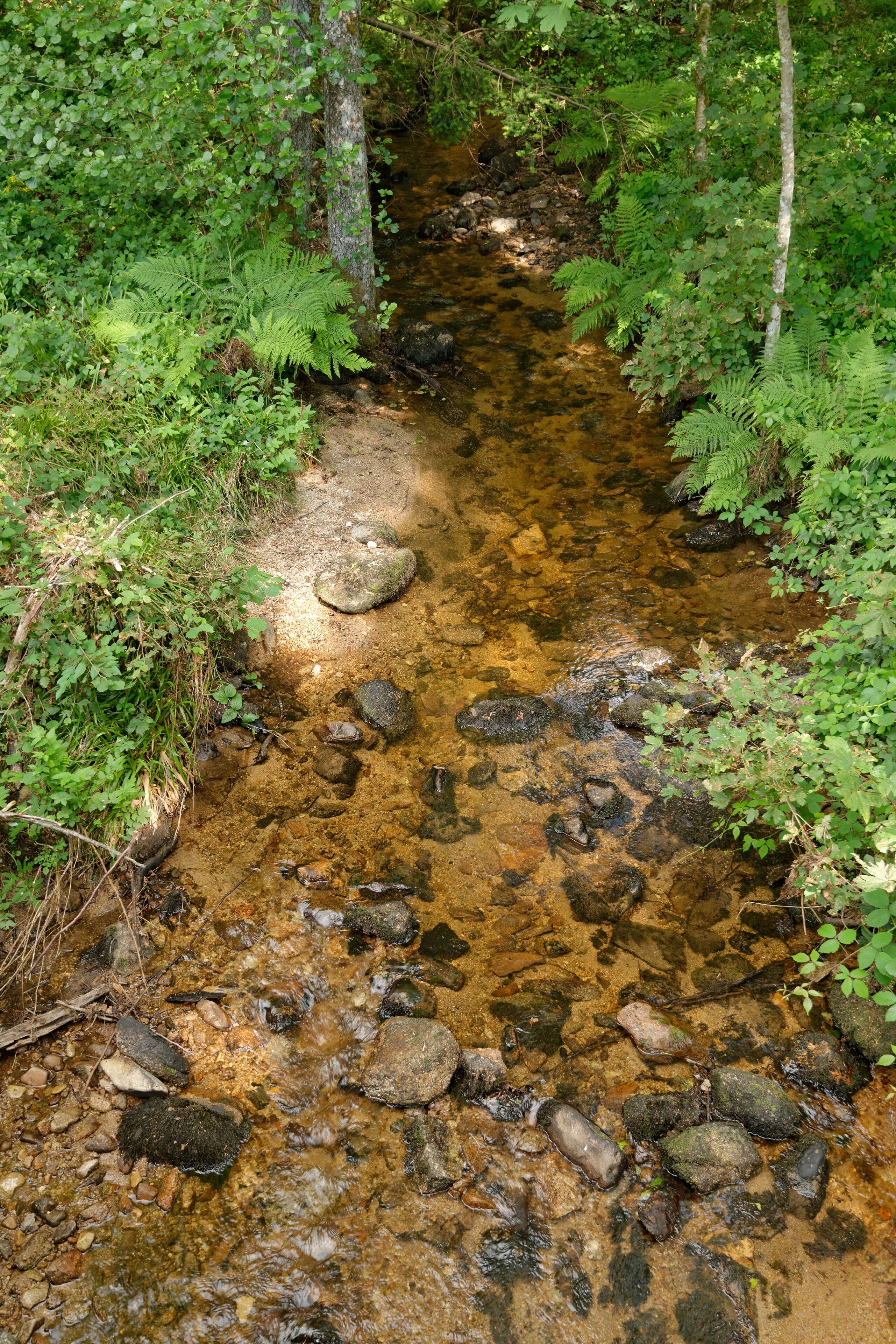 La Credogne, rivière à truites fario (Salmo trutta fario), à proximité de sa confluence avec le ruisseau des Planchettes, à la frontière entre les communes de Saint-Victor-Montvianeix et de Palladuc, dans le Puy-de-Dôme.