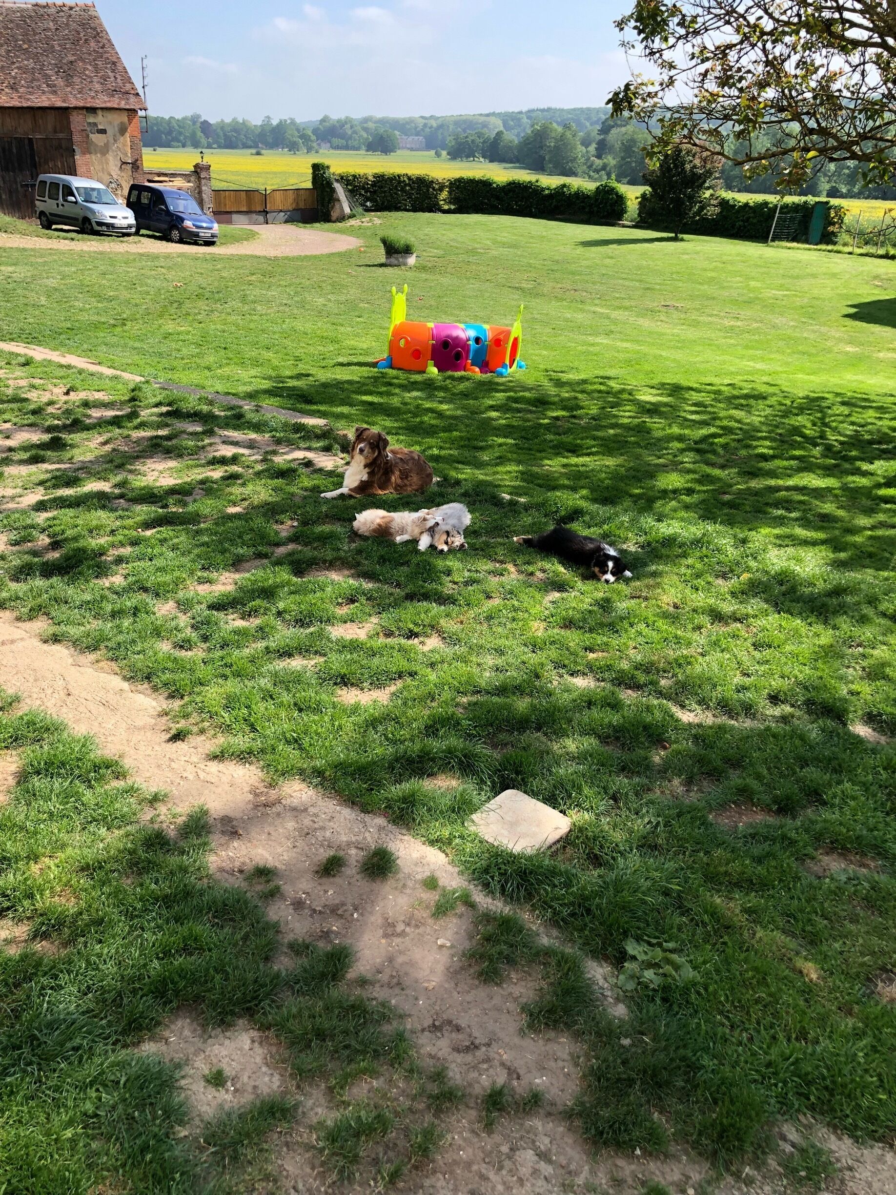 A grassy field with a doghouse, a play structure, and a building in the background.