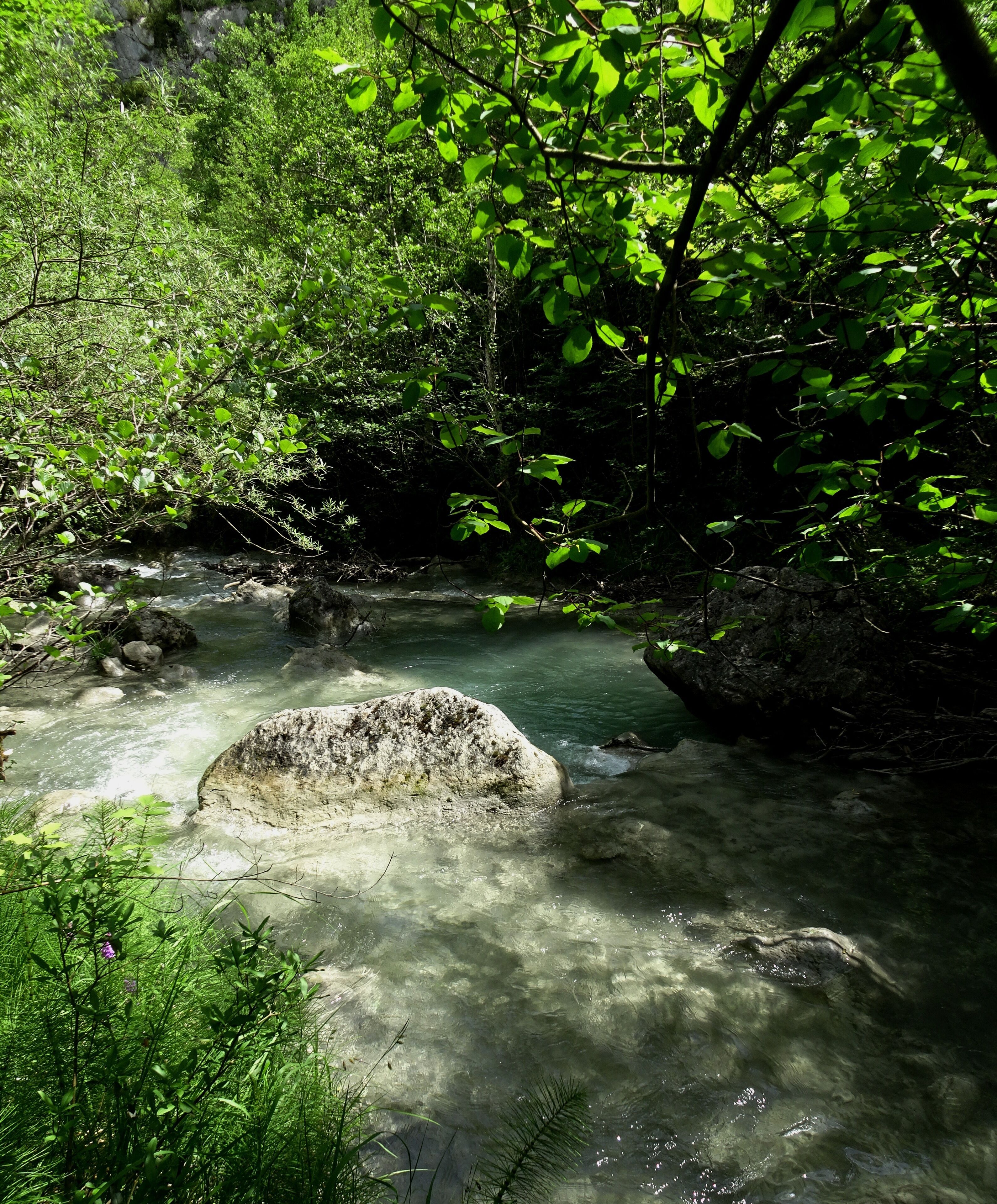 A clear stream with rocks, surrounded by dense green foliage.
