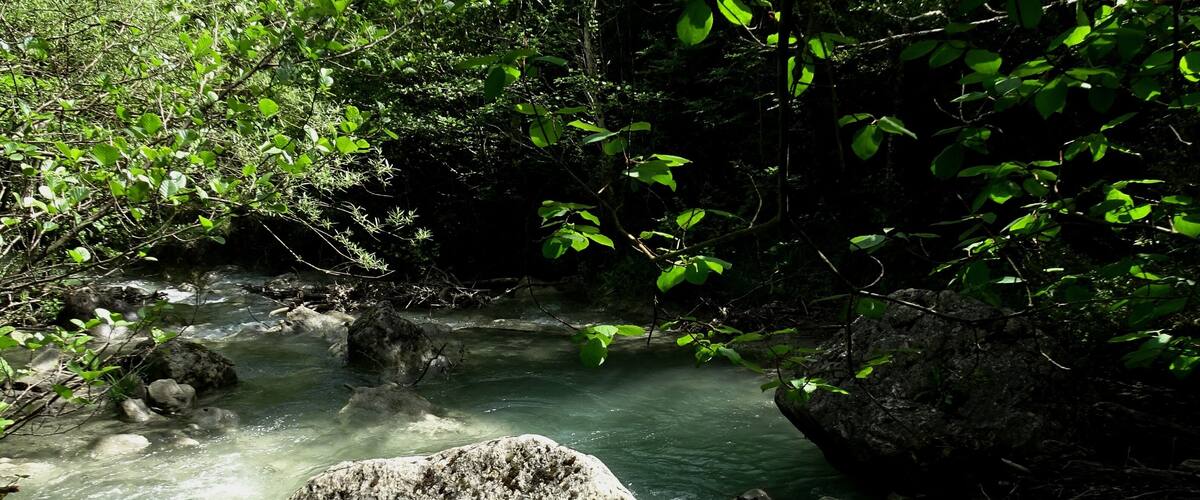A clear stream with rocks, surrounded by dense green foliage.
