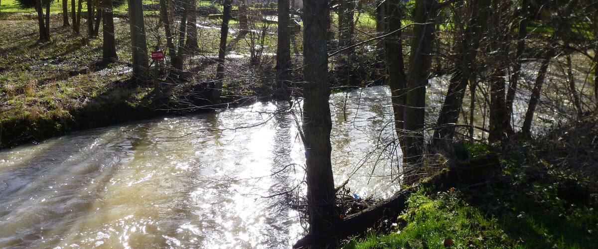 A river flowing through a forest with bare trees and sunlight filtering through.