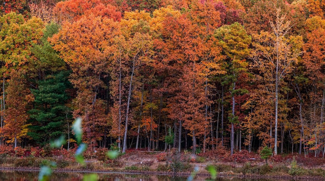 Community Park Forest Hazle Township in the Fall