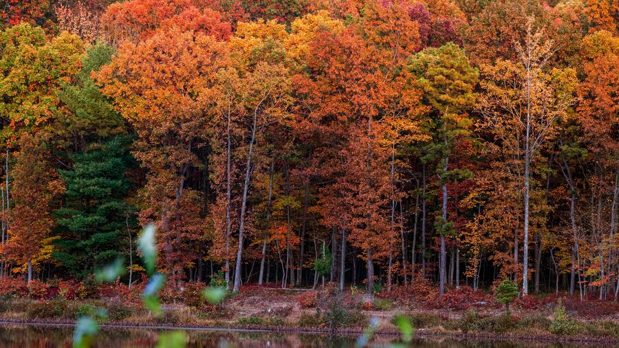 Community Park Forest Hazle Township in the Fall
