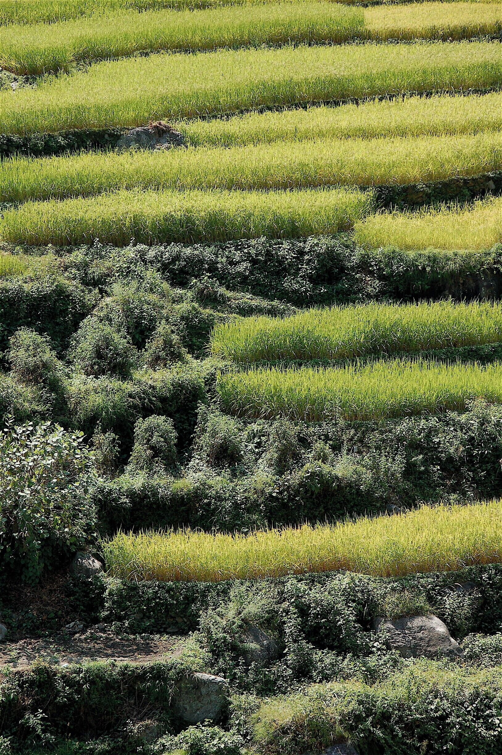#green  Rice fields in the mountains of India