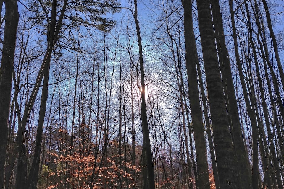 A forest with tall trees and sunlight filtering through.