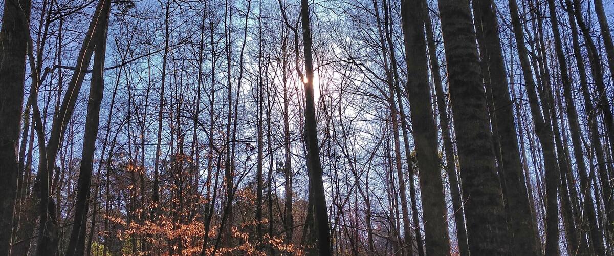 A forest with tall trees and sunlight filtering through.