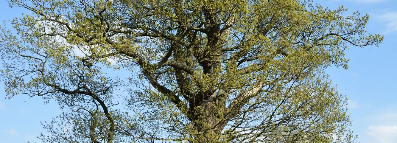 This image was uploaded as part of Wiki Loves Earth 2015.