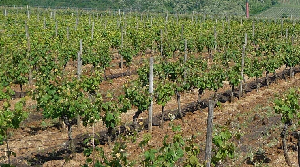 Blick auf Neueleiningen