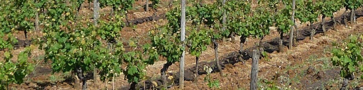 Blick auf Neueleiningen