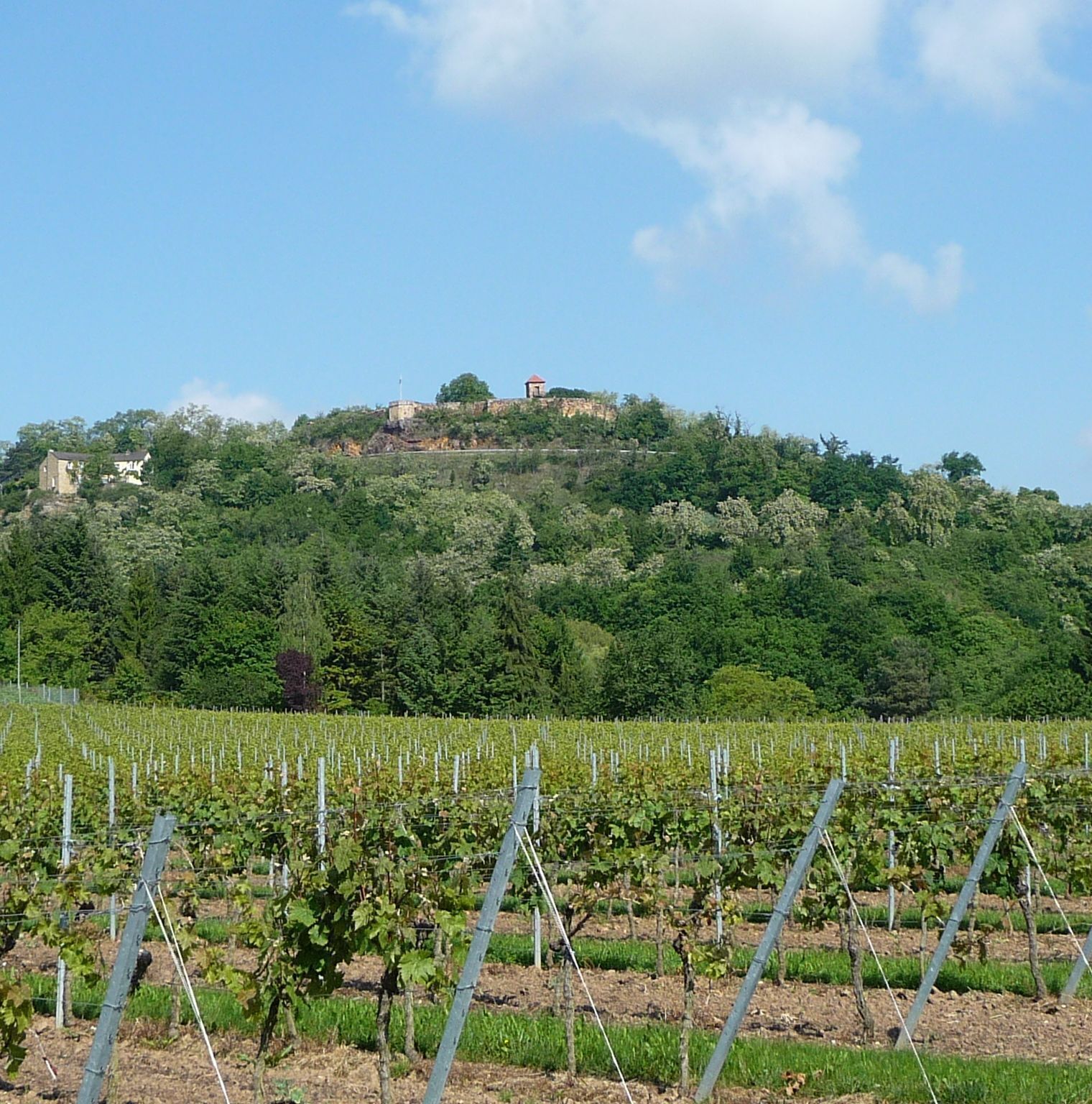 A vineyard with rows of grapevines and a hill with buildings in the background.