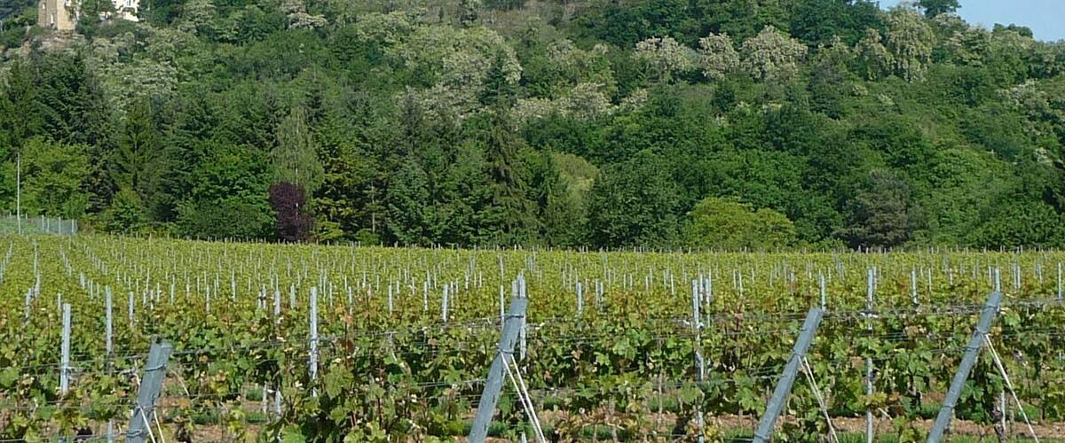 A vineyard with rows of grapevines and a hill with buildings in the background.
