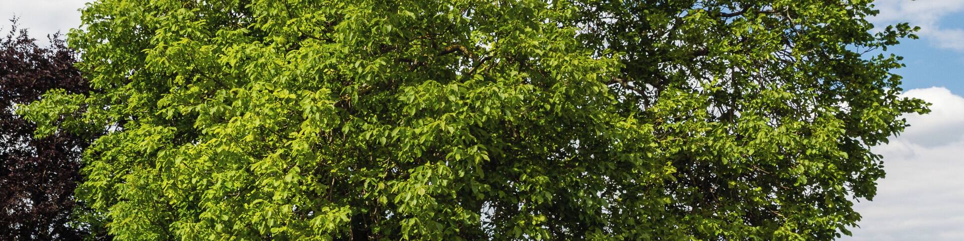 Natural monument number: ND-7332-215 Designation: One walnut tree Place: Rhineland-Palatinate, administrative district Bad Dürkheim, Meckenheim, Main Street, at the eastern village entrance Description: Juglans regia