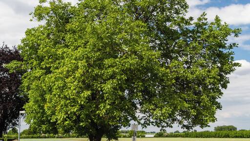 Natural monument number: ND-7332-215 Designation: One walnut tree Place: Rhineland-Palatinate, administrative district Bad Dürkheim, Meckenheim, Main Street, at the eastern village entrance Description: Juglans regia