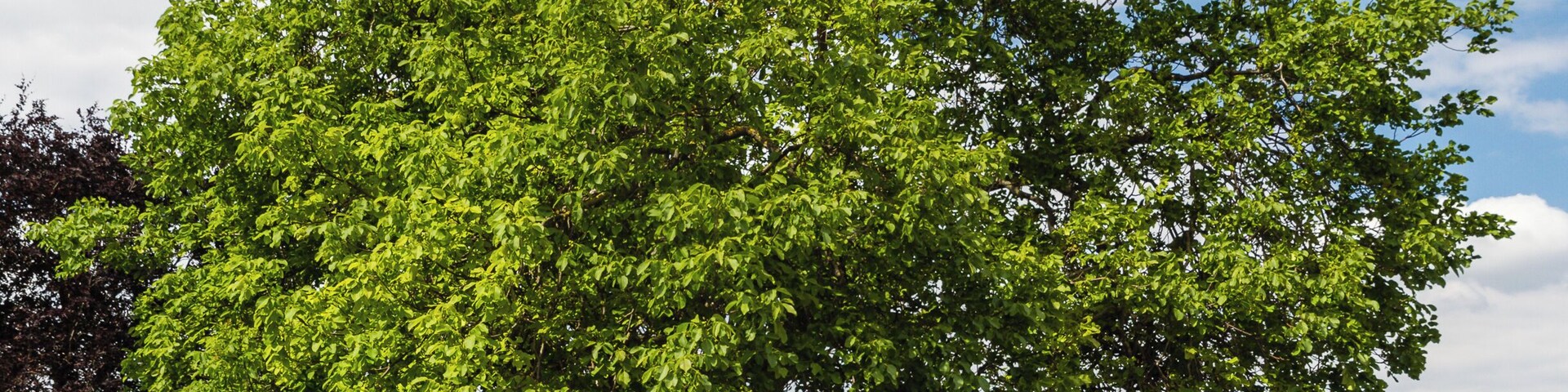 Natural monument number: ND-7332-215 Designation: One walnut tree Place: Rhineland-Palatinate, administrative district Bad Dürkheim, Meckenheim, Main Street, at the eastern village entrance Description: Juglans regia