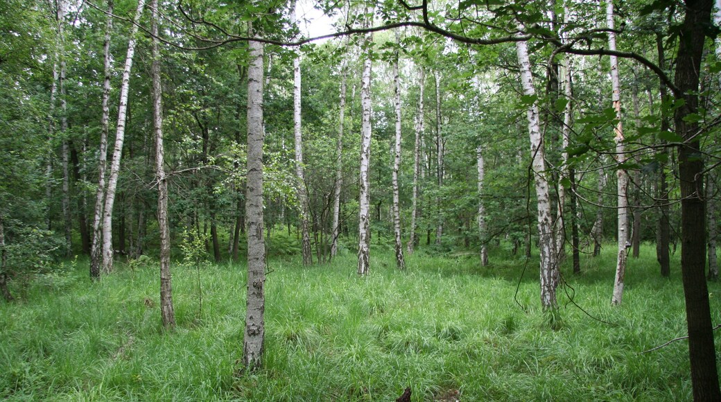 im FFH-Gebiet 4641-302 Laubwaldgebiete zwischen Brandis und Grimma