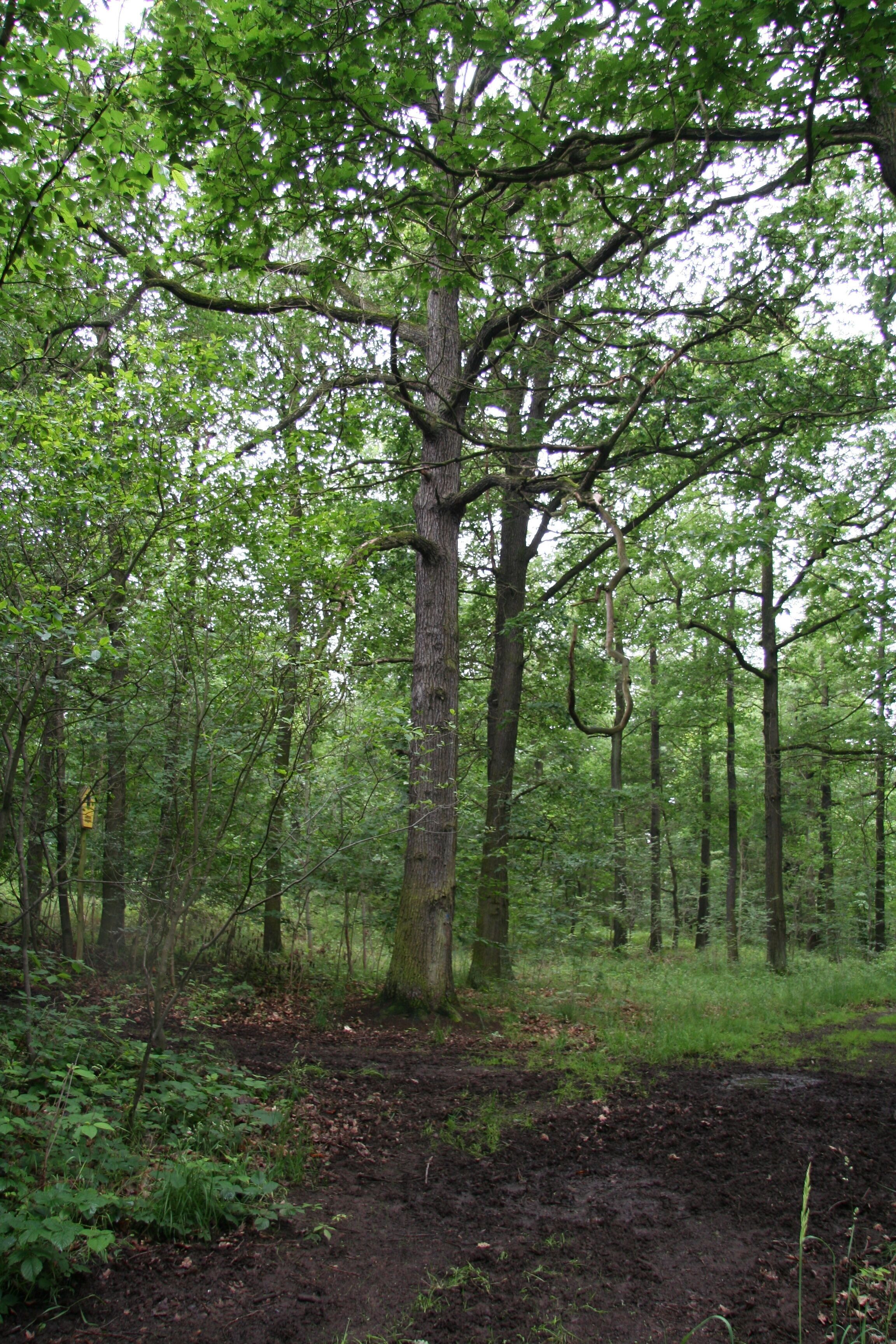 im FFH-Gebiet 4641-302 Laubwaldgebiete zwischen Brandis und Grimma